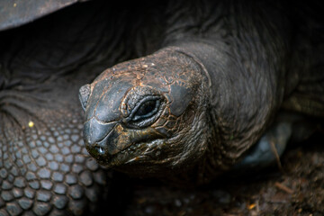 Obraz premium Land turtle