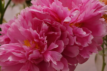 Beautiful summer flower