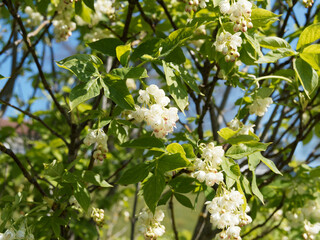 European bladdernut or Staphylea pinnata, suckering shrub with pendulous, small, fragrant pearly...