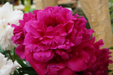 Obraz premium Beautiful summer flower