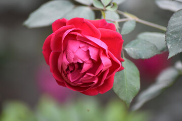 red rose