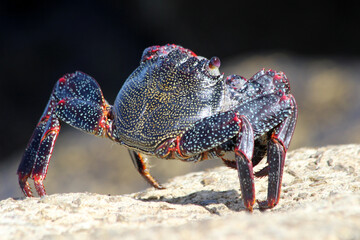 rote_Klippenkrabbe