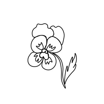 One simple vector viola with a black line.Botanical hand drawn illustration on isolated background.Vintage doodle style picture.Design for packaging,social media,invitation,greeting card.