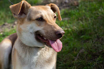 Portrait of domestic happy shepherd dog muzzle with open mouth, show tongue at nature green background during walk