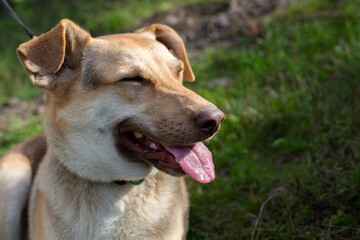 Happy domestic shepherd pet close eyes from sun and open mouth with pink tongue, happy animal from dog shelter