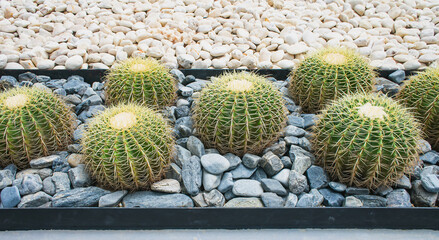 Cactus in the park, natural light background