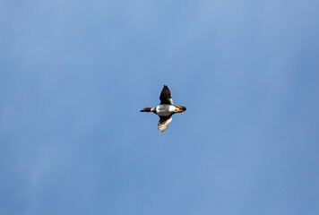Common goldeneye flying against blue sky. Image taken from straight below.