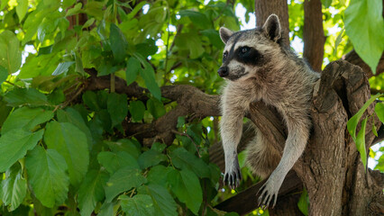 Adorable raccoon lying on a tree branch surrounded by leaves