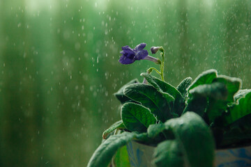 The purple flower of the house plant streptocarpus under the drops of the moisturizing system. The background of the photo is green and blurred. High quality photo