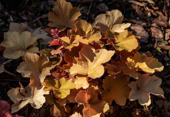 heuchera plants as very nice natural background