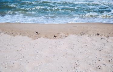 Little sparrows play and jump at sea beach with blue water waves and white sand with shells, natural marine background