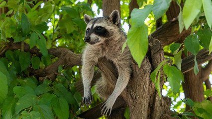 Adorable raccoon lying on a tree branch surrounded by leaves