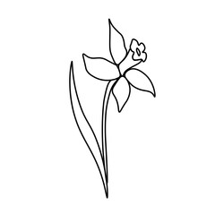 One simple vector daffodil with a black line.Botanical hand drawn illustration on isolated background.Vintage doodle style picture.Design for packaging,social media,invitation,greeting card.