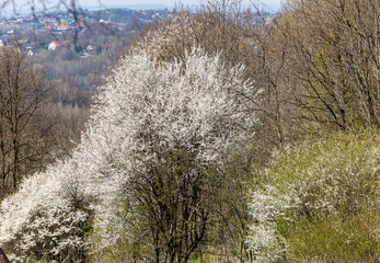 Beautifully flowering plum trees in the orchard