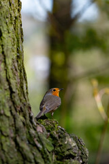 Rotkehlchen Erithacus rubecula Singvogel European robin Vogel Zweig Gesang Ast Fliegenschnäpper Muscicapidae Sympathieträger Christus Legende Symbol Blut Schutz