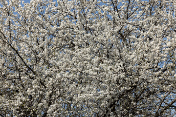 Beautifully flowering plum trees in the orchard