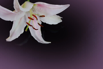 Pink Stargazer Lily flower on pink and black background.