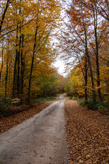 A beautiful road view through the forest in autumn.