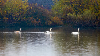 White swans swim on the river, which reflects the autumn trees
