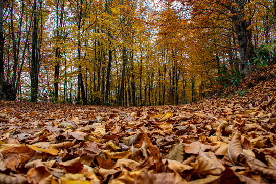 Autumn photo of leaves in the forest