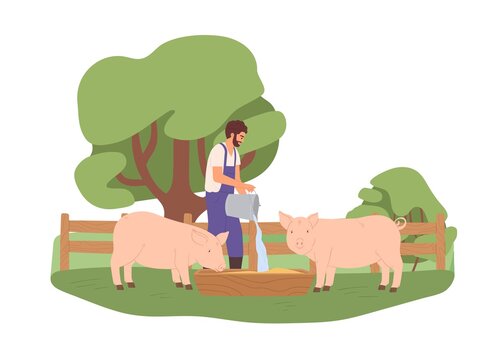 Agrarian pouring water from bucket into wooden trough for pigs. Young farmer feeding domestic swines in farm. Livestock care concept. Colored flat vector illustration isolated on white background