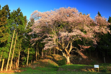 岩手県花巻市　青空と一本桜