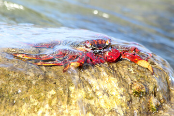rote_Klippenkrabbe