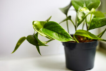 Real houseplants in pot standing on window. botanical inspiration. Floral background