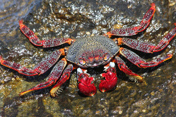 rote_Klippenkrabbe