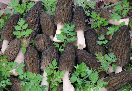 Many plucked Morchella conica mushrooms lie among the green grass. 