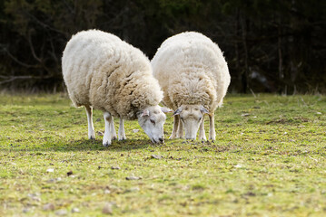 Sheep eating fresh grass. unshorn sheep in a spring field. Sheep looking to camera, Farming, free...