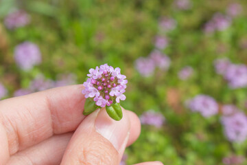 クリーピング・ワイルドタイム