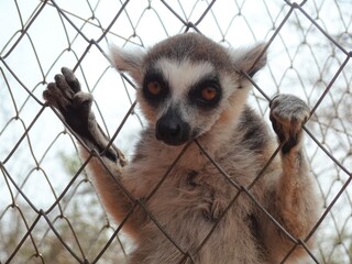 [Madagascar]  a ring-tailed lemur  (Lemur catta)  grabbing a cage (Arboretum d'Antsokay, Toliara) © marimos
