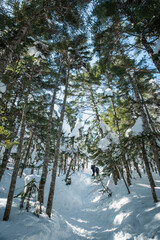 北八ヶ岳の雪景色