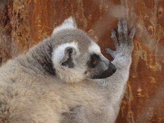 [Madagascar] Rear view of a ring-tailed lemur  (Lemur catta)  leaning against a tree (Arboretum d'Antsokay, Toliara) © marimos