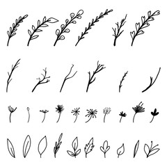 Set leaf and flower hand drawn ,isolated on white background , Vector illustration EPS 10