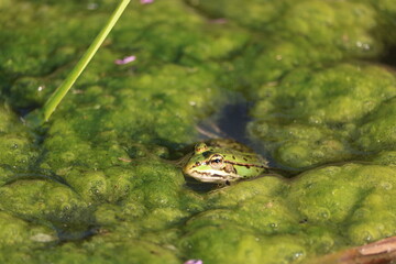 Petite grenouille verte dans l eau