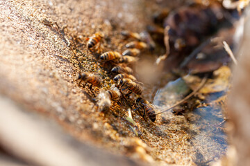 Apiculture - abreuvoir pour abeilles - Groupe d'abeilles mellifères en train de boire dans une vasque en pierre