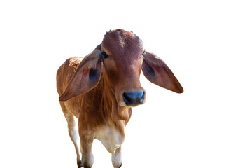Cows Standing on a white background Clipping Path.