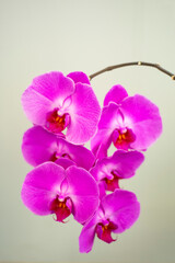 Obraz premium Phalaenopsis flower hanging on a branch, on a uniform background