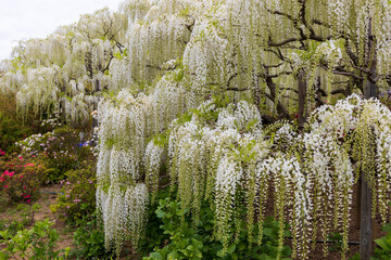 18 903 Wisteria Flower Spring Wall Murals Canvas Prints Stickers Wallsheaven