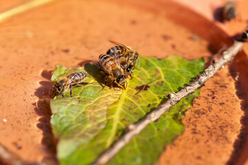 Apiculture - abreuvoir pour abeilles - Abeilles mellifères posées sur une feuille d'arbre flottant sur l'eau en train de boire