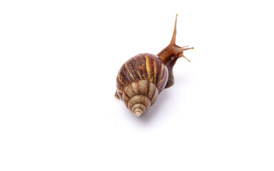 Snail isolated on white background