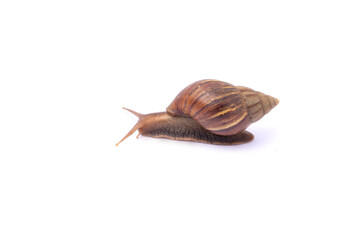 Snail isolated on white background