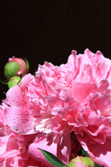 Peonies. Blooming peonies in water drops close-up. Spring flowers. Pink peonies on a black background. Blank for a puzzle and a postcard. Copy space.