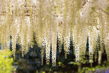 全盛期の白いふじの花