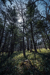 戦場ヶ原湿原の美しい植生