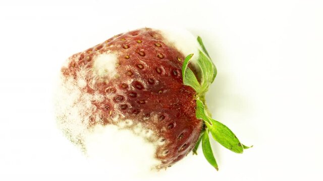Time lapse of strawberries rotting over white background, microorganisms and mold development on strawberries