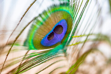 Various intertwined and diverse sets of peacock feathers