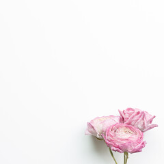 Dry pink ranunculus flowers on white background. flat lay, top view, copy space